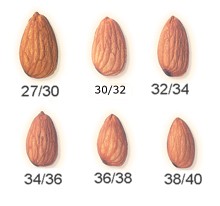 Indian Almonds